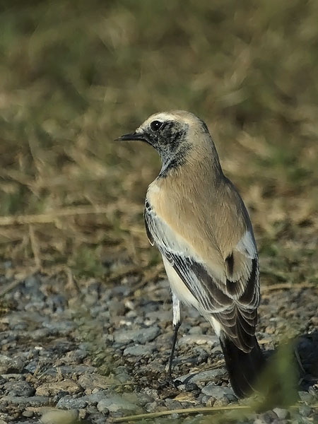 Aavikkotasku, Desert Wheatear, Oenanthe deserti
